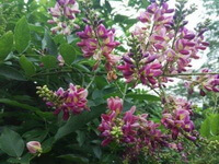 flowering tree of Spatholobus suberectus Dunn.
