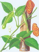 a colorful drawing of Spatholobus suberectus Dunn,green leaves and buds,branches