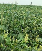 mange blomstrende planter af Achyranthes bidentata Blume. med lysegrønne blomsteraks vokser på en solrig mark