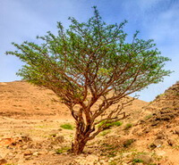 un albero di Boswellia carterii Birdw cresce in un campo arido