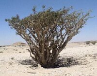 un albero di Boswellia carterii Birdw cresce nel deserto