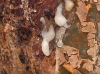 corteccia e resina di Boswellia carterii Birdw.
