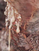 corteccia e resine rossastre di Boswellia carterii Birdw.