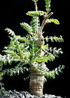 pianta di Boswellia neglecta. con molte piccole foglie verdi cresce in un campo sabbioso