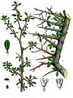 un dessin coloré de Commiphora myrrha Engl en plante entière, rameau et feuilles, tige et fleurs