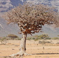 un arbre de Commiphora myrrha Engl. poussant dans une terre aride