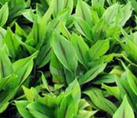 mange buske af Curcuma aromatica Salisb med grønne blade vokser på en mark