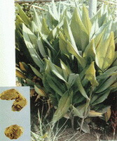 plante og rhizom af Curcuma kwangsiensis S.G.Lee et C.F.Liang.