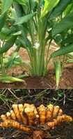 plante og rhizom af Curcuma longa L.