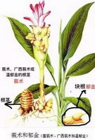 en farverig tegning af Curcuma wenyujin Y.H.Chen et C.Ling.,rhizom og rod,stængel og blomst,stængler og grønne blade