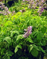 flowering plants of Salvia bowleyana Dunn. with pink flowers and many green leaves grow in sunny field