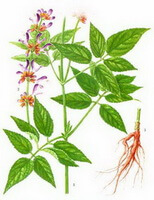 a colorful drawing of Salvia bowleyana Dunn.,rhizome,stem and green leaves,red flower spikes