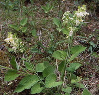 flowering plants of Salvia digitaloides Diels. with small white flowers grow in field