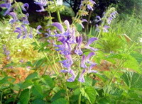 flowering plants of Salvia miltiorrhiza Bunge with lilac flowers grow in sunny field