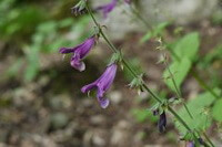 a flowering plant of Salvia plectranthoides Girff. with three purple flowers grow in field