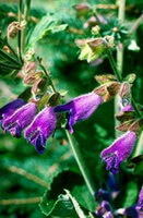 flowering plant of Salvia przewalskii Maxim with purple pendulous flowers and green leaves