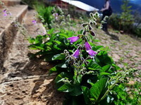 a flowering plant of Salvia przewalskii Maxim with several purple flowers grows on stone stairs in a sunny day.