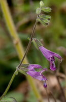 flowering plant of Salvia przewalskii Maxim. with three pendulous purple flowers and small buds growing on branch