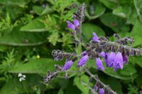 flowering plant of Salvia przewalskii Maxim with many pendulous purple flowers and green leaves grow in field