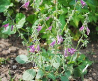 flowering plants of Salvia trijuga Diels. with many purple flowers grow in field