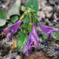 flowering plant of Salvia trijuga Diels. with three purple flowers grow in field
