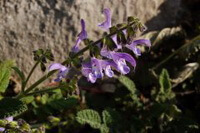 flowering plants of Salvia yunnanensis C.H.Wright. with pink flowers grow in field