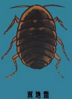un disegno colorato di Steleophaga plancyi.