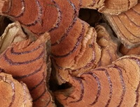 brownish red herb slices of Suberect Spatholobus Stem