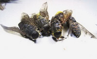 Tabanus