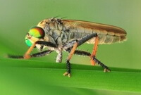 an insect of Tabanus bivittatus Matsumura crawls on a leaf.