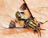 a dried insect of Tabanus chrysurus Loew.