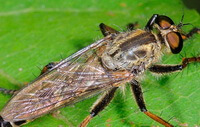 a living insect of Tabanus mandarinus Schiner.