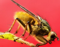 a living insect of Tabanus mandarinus Schiner.