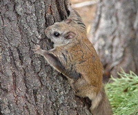 a small Trogopterus Xanthipes craws on a tree bark