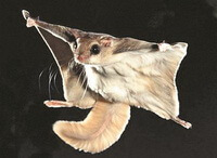 a flying Trogopterus Xanthipes at night