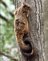 a flying Trogopterus Xanthipes is crawing on a tree trunk