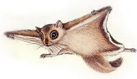 a flying Trogopterus Xanthipes fly in day time