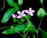 flowering plant of Vaccaria segetalis Neck.Garcke. with three pink flowers