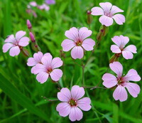 flowering plants of Vaccaria segetalis Neck.Garcke with pink flowers grow in a field