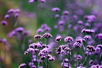 many purple flowers of Verbena officinalis L.