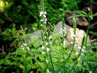 flowering plants of Verbena officinalis L. with many small white flowers