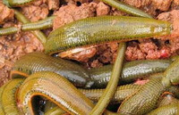 several Whitmania pigra Whitman.