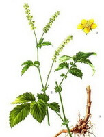 a colorful drawing of Agrimonia pilosa Ledeb.,rhizome,stem and leaves,flowers spikes and small yellow flower