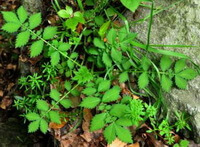 a shrub of Agrimonia pilosa Ledeb with many green leaves grow in field near a rock