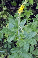 a flowering plant of Agrimonia pilosa Ledeb with a small yellow flower spike grow in field