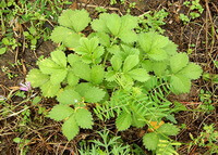 a shrub of Agrimonia pilosa Ledeb with many small green leaves grow in field