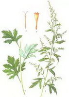 dessin coloré d Artemisia argyi Lévl. et Vant. feuille et fruits de la plante