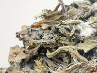 Herba seu Radix Cirsii Japonici