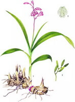 un disegno colorato di Bletilla striata Thunb.Reichb.f., pianta intera, rizoma, foglie verdi, fiori rosa