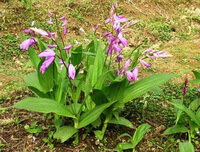 piante fiorite di Bletilla striata Thunb.Reichb.f. con fiori rosa crescono in campo